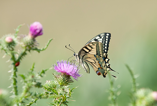 Der Schmetterlingspfad Höngg vom NVV Höngg
noch bis am 2. Oktober